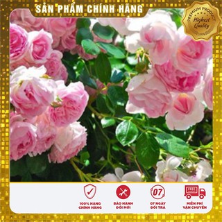 COMBO 2 Gói Hạt Giống Hoa Hồng Thơm TẶNG 1 Siêu Ra Rễ