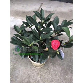 trà my tứ quý