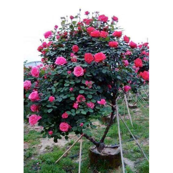 Hạt giống hoa hồng thân gỗ MIX (ROSE TREE)