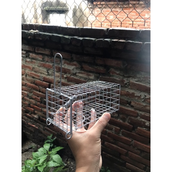 Lồng Chuột Đường Mòn