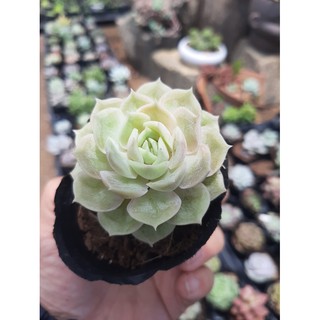 SEN ĐÁ NGỌC BÍCH🌵SIZE6CM🌵 💎 |FREESHIP| 🔥 XUẤT XỨ ĐÀ LẠT, ĐÃ THUẦN KHÍ HẬU, SIÊU KHOẺ ĐẸP 🔥LỖI 1 ĐỔI 1