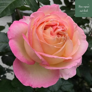 Siêu Phẩm Hoa hồng ngoại Aube Rose -HoaNgoaiMeLinh