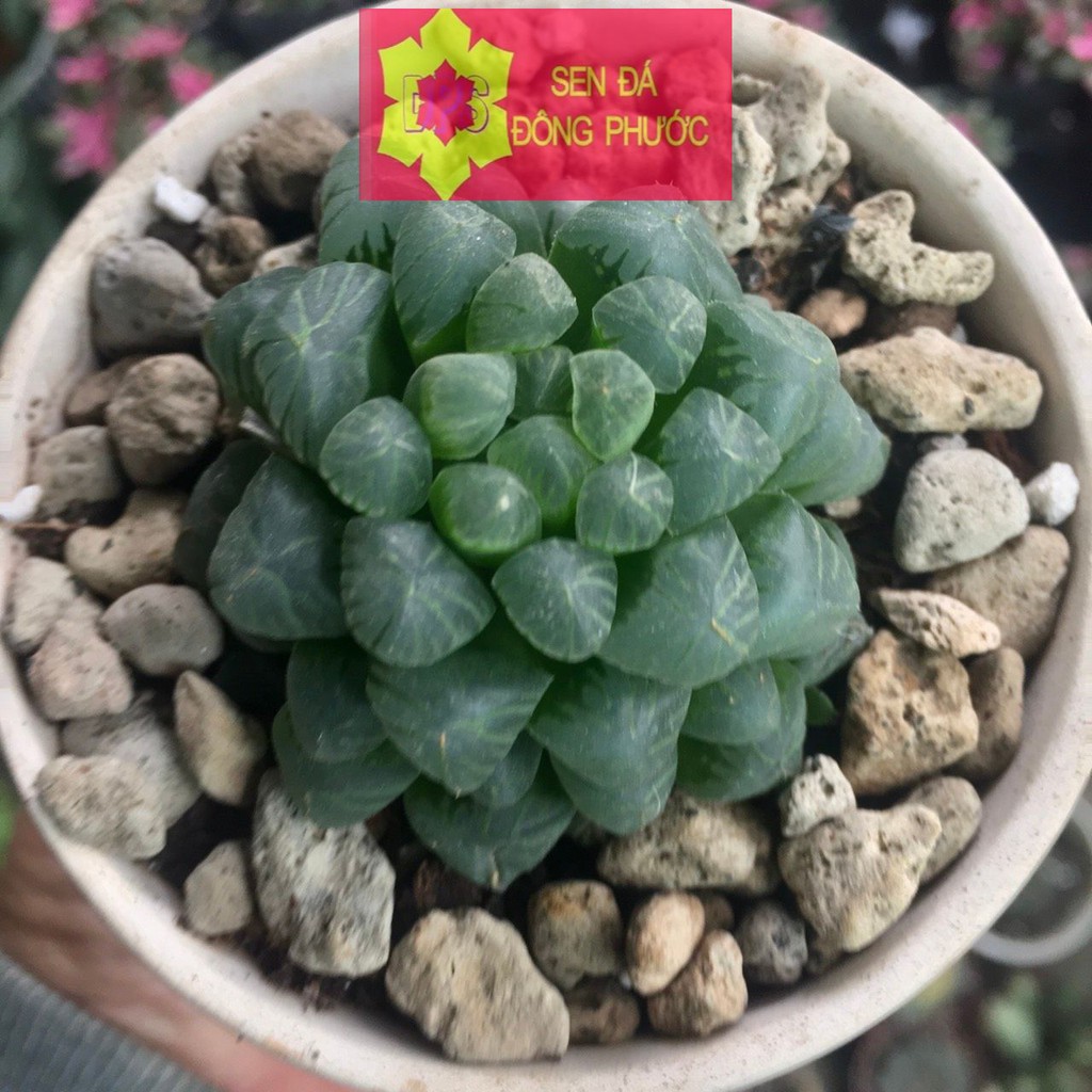 Sen đá kim cương xanh dòng sen Haworthia - Sen đá Đông Phước