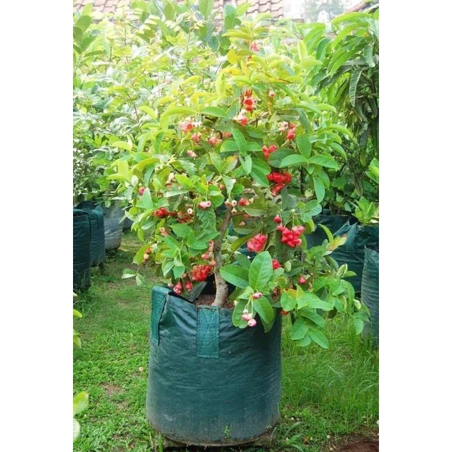 Giống Mận Hoàng Yến Trái Nhỏ Mọng Nước