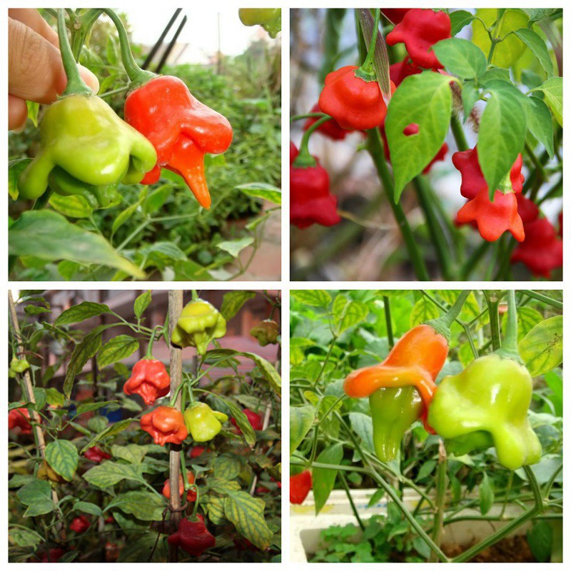 [GIÁ GỐC] Hạt Giống Ớt Hoa Hồng Nhiều Màu - 10 hạt