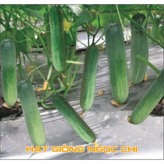 Hạt giống Dưa Chuột Nếp Ta - 10 Hạt