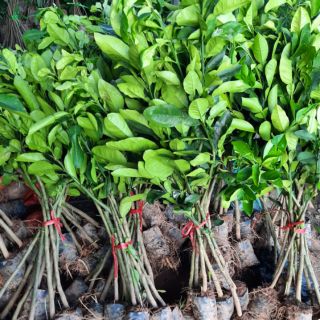 Cây bưởi diễn giống f1