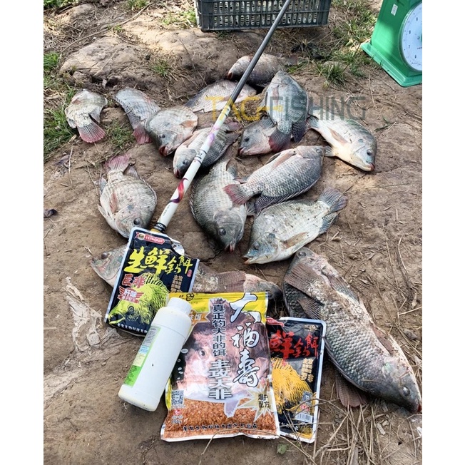 Cần Câu Đài GAMA SEIKO Ngũ Long 5H 19i - Chính Hãng