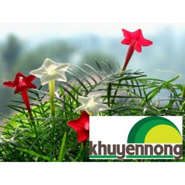 Hạt giống hoa tóc tiên leo 20 hạt nảy mầm 90%