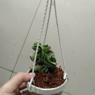 Cẩm cù lá xoắn