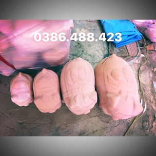 Heo đất chưa tô