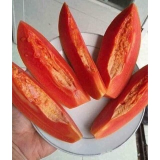 Cây giống đu đủ lùn lai ( CHUẨN GIỐNG F1)