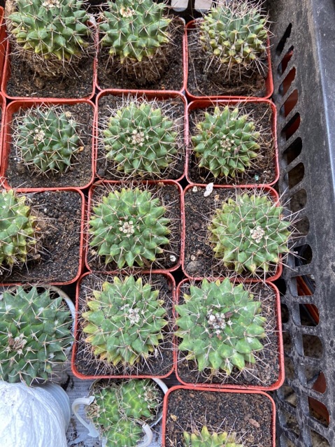 XƯƠNG RỒNG SẦU RIÊNG LỚN