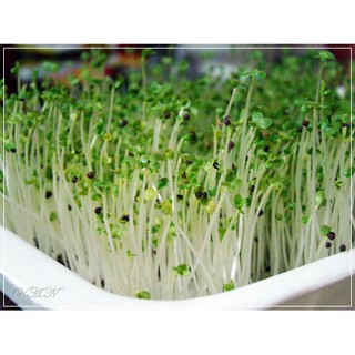 [SALE_1H] Hạt giống Rau mầm Củ cải trắng F1 - 50 gram