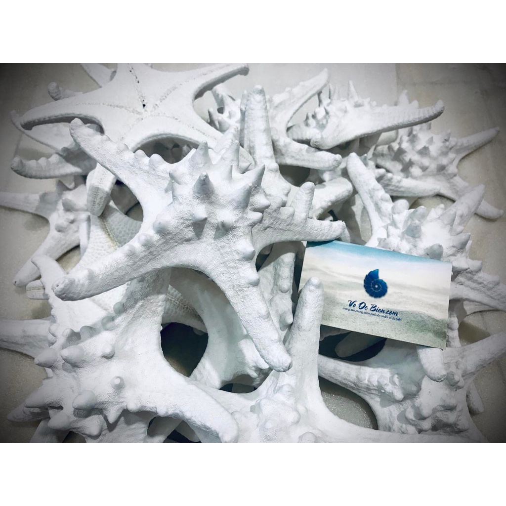 Sao Biển Gai Tự Nhiên Trang Trí