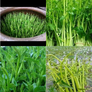 Hạt giống rau muống siêu ngọn ( 30 gram)
