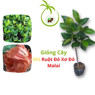  Giống Cây Mít Ruột Đỏ Sơ Đỏ Malaysia - tại Bến Tre | Trái Dài và To - Cây Cao 50 đến 60cm - Cho Trái 12T - Thân Cây To 