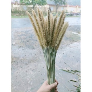 Cỏ Voi Khô Cắm Bình,Trang Trí Decor. Bông bền đẹp đã xử lý chống rụng