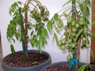 cây giống cóc lùn siêu sớm