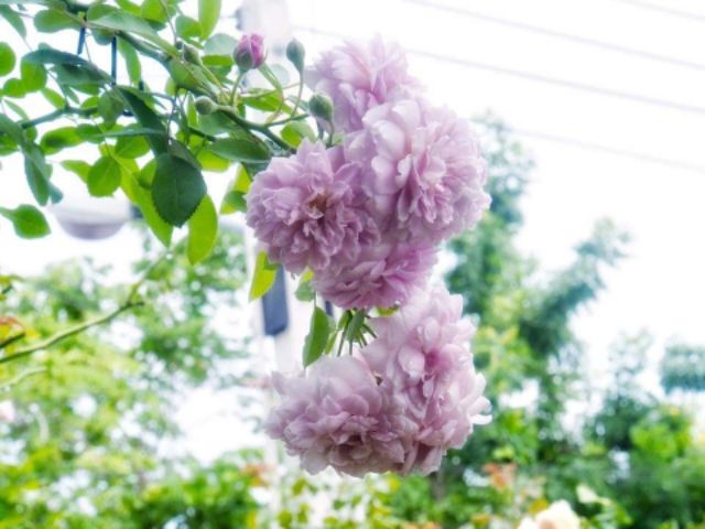 Hồng leo Rainy Blue