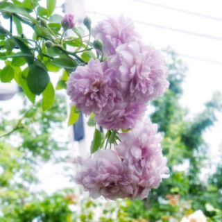 Hồng leo Rainy Blue(tặng kèm phân bón)