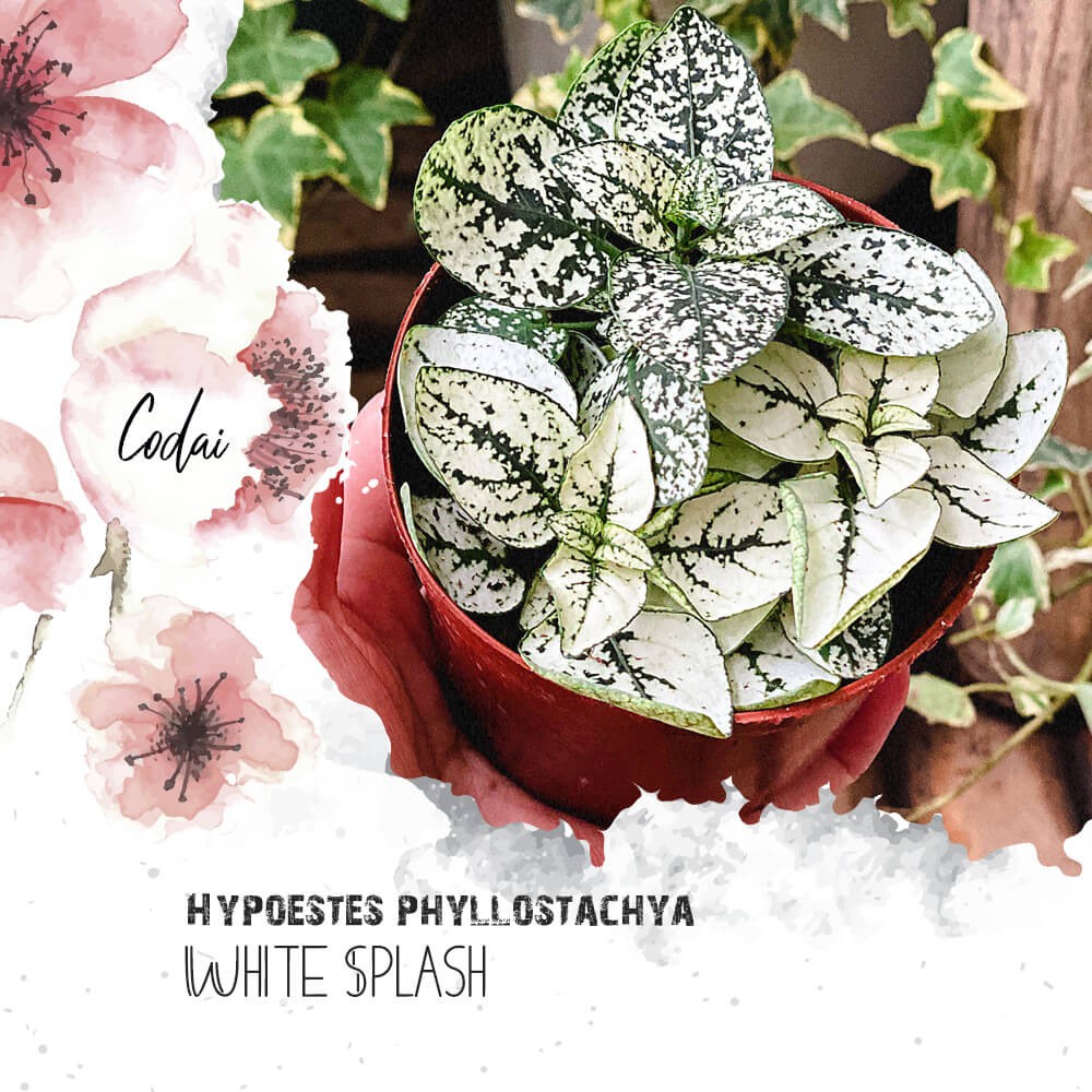 Cây Hypoestes phyllostachya White Splash (Thương Đao Dược Trắng) chậu nhựa