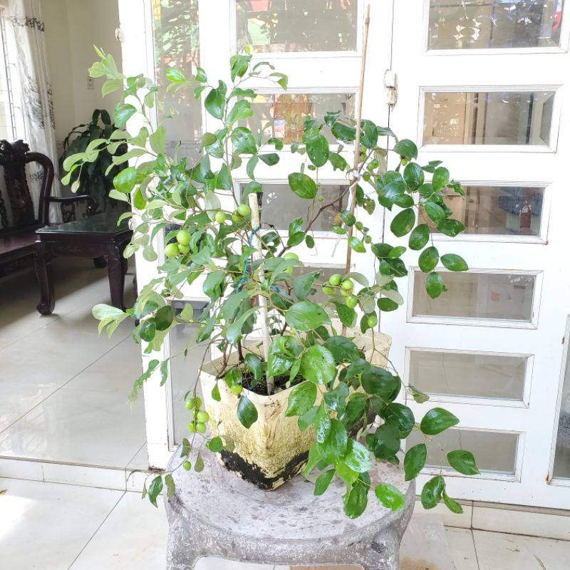 Cây giống Táo Xanh Thái Lan_trái chùm🍃♥️siêu trái🍃♥️Có trái sau 3 tháng. Trồng sân thượng ban công🍃♥️Cây ghép chui cành