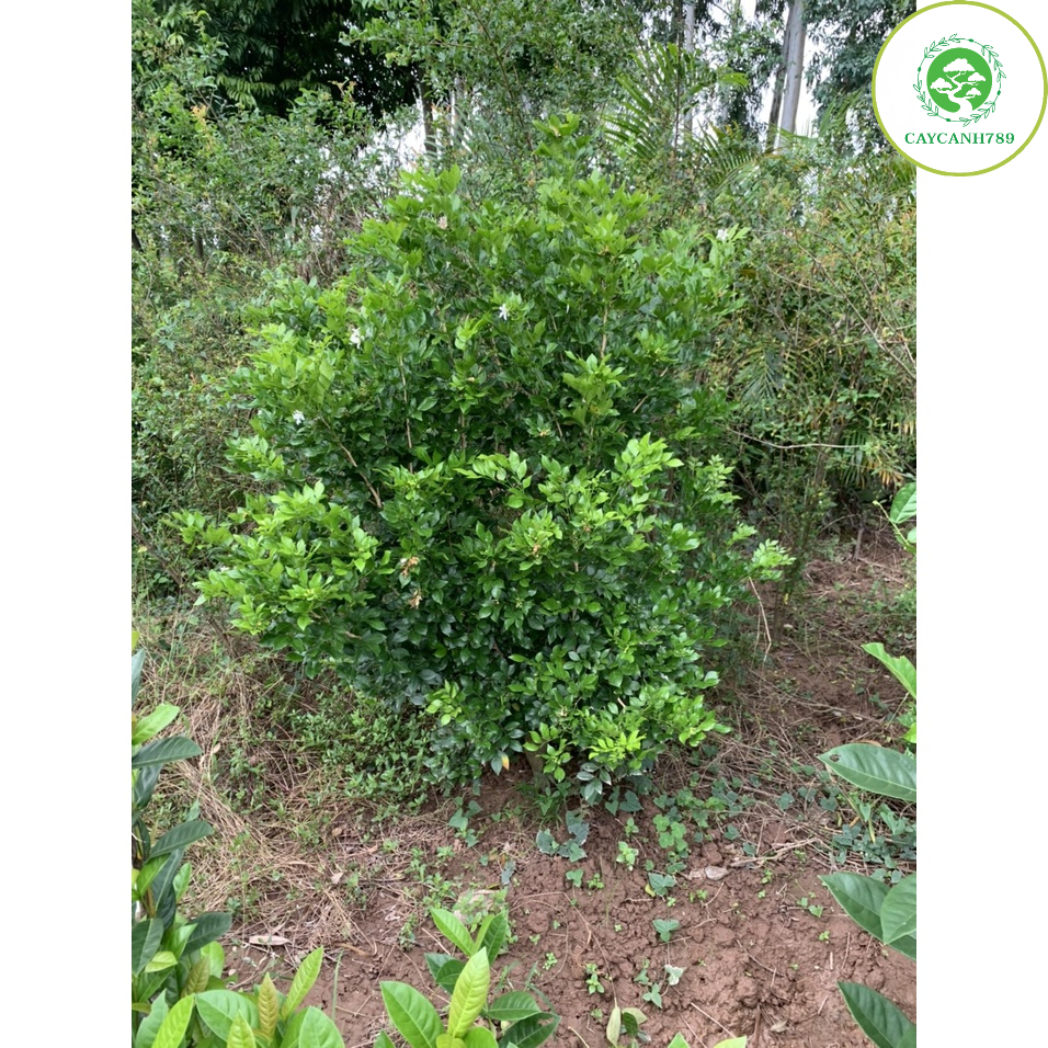 Cây hoa nguyệt quế siêu hoa size to cao 1m (Ảnh thật)