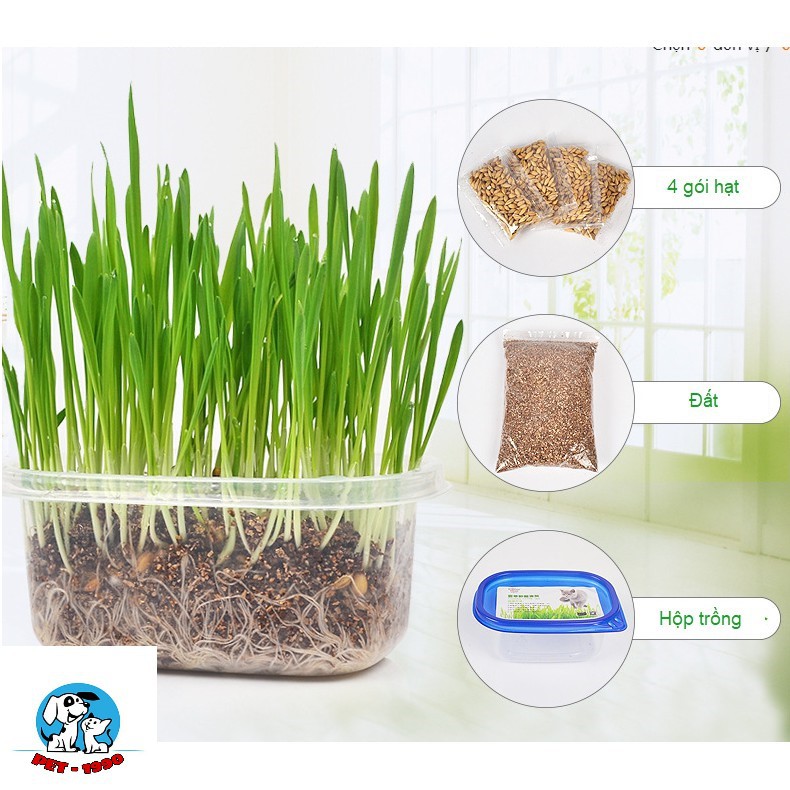 [Mã PET50K giảm Giảm 10% - Tối đa 50K đơn từ 250K] Bộ Trồng Cỏ Mèo Hạt Yến Mạch