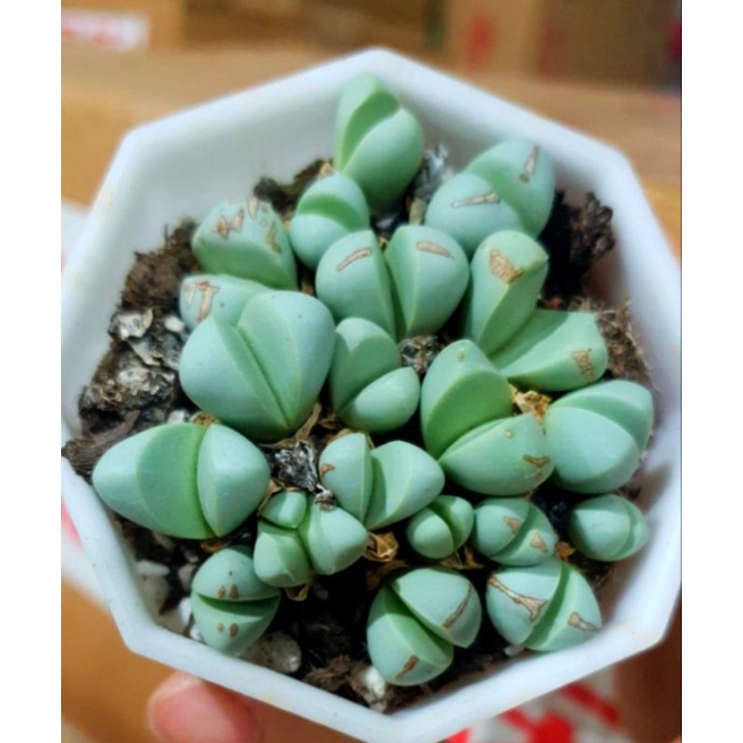 Sale 60% - Sen mông tim xanh hoa siêu đẹp 😍 1 cây.