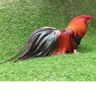 TRỨNG GÀ TRE TÂN CHÂU ẤP NỞ