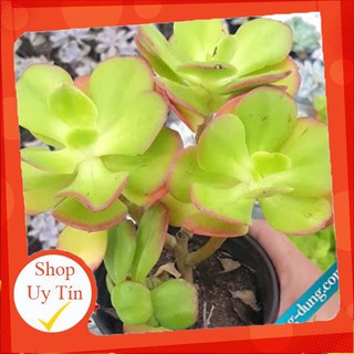 Sen đá Bèo xanh cổ thụ🍏 |FREESHIP| 🔥 XỨ NÓNG, ĐÃ THUẦN KHÍ HẬU, KHOẺ ĐẸP 🍏 LỖI 1 ĐỔI 1