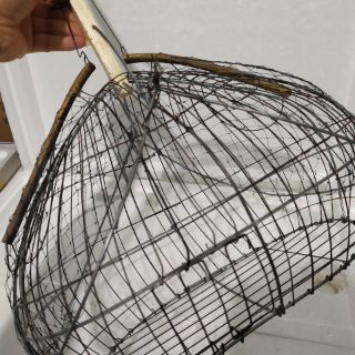 Bẫy chim chào mào chòe