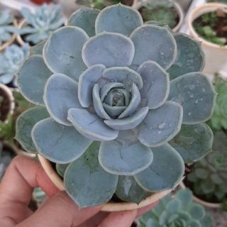 Sen đá Đất Trắng size trung