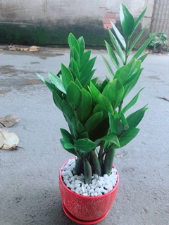 Chậu Kim Phát Tài