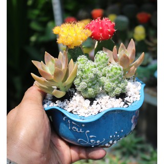Chậu sứ cây Xương Rồng ghép