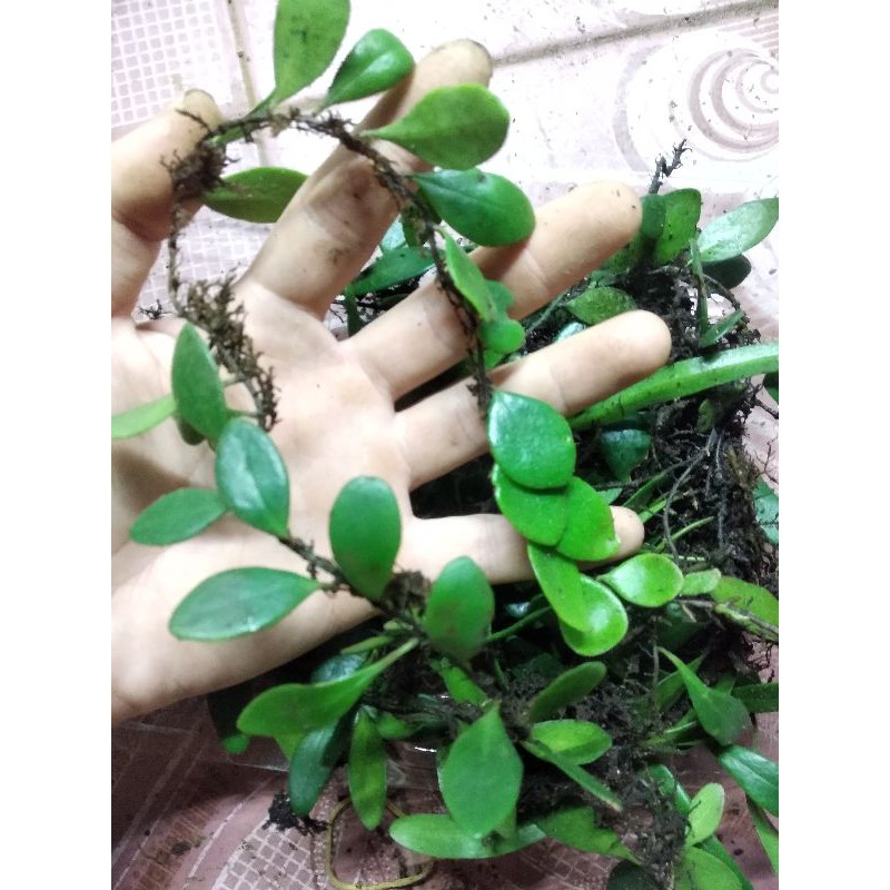 Cây lá quấn lũa bán cạn 1 hộp