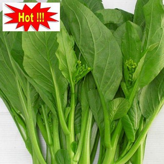 Hạt giống Cải Ngồng Mập 50 hạt