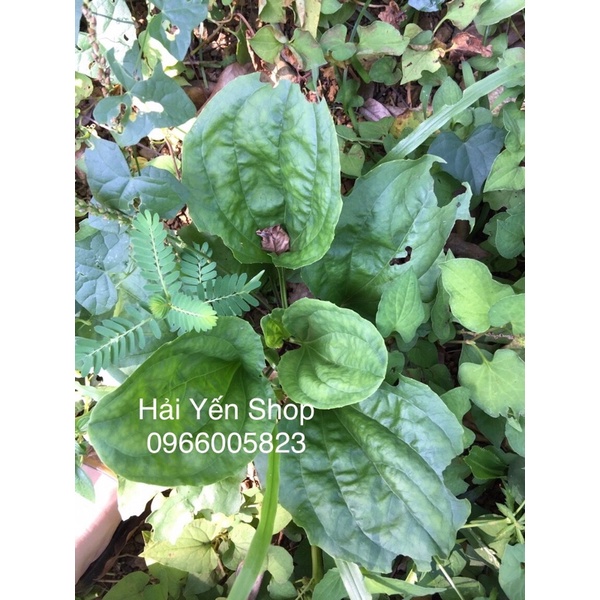 Cây Mã Đề Tươi_Khô_Cây giống