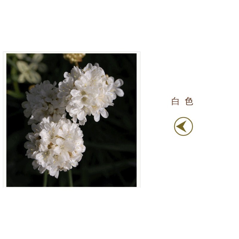 Hạt giống hoa cẩm chướng dianthus cánh kép 100h trồng bốn mùa bắc nam