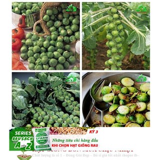 Gói 50 Hạt Giống Cải Bắp Tí Hon - Long Island II (Brassica oleracea var. gemmifera)