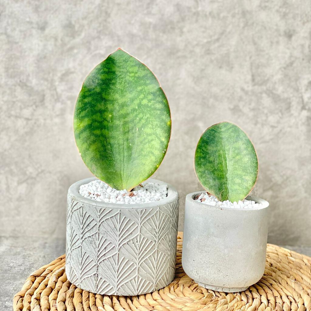 Chậu bê tông nhẹ trồng cây để bàn siêu đẹp đa dạng mẫu mã nhiều size