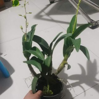 Hoa lan Denro nắng Banana