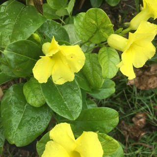 Cây hoa Huỳnh đệ hoa màu vàng siêu hoa