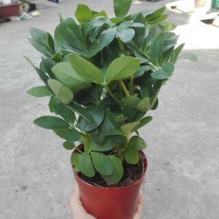 Chậu cây Ngũ gia bì siêu đẹp