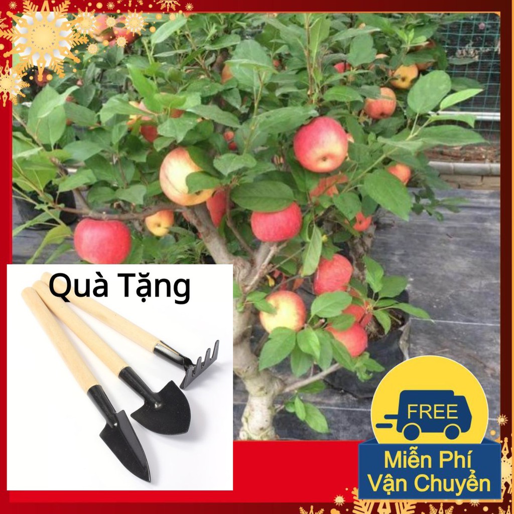 Hạt Giống Táo Đỏ Lùn Tặng Bộ Dụng Cụ Mini Trồng Cây Tặng Bộ Dụng Cụ Mini Trồng Cây