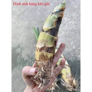 Hoa Lan thiên Nga đột biến(1 củ hình cuối)