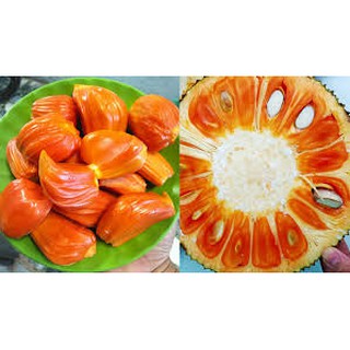mít ruột đỏ thái lan ( cây giống )