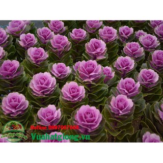 Hạt giống hoa Bắp cải cảnh - Rau củ quả trồng tại vườn, sân thượng, nông trang, ban công