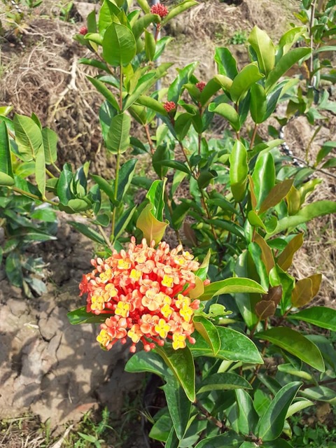 Trang sen màu vàng cam lá trung